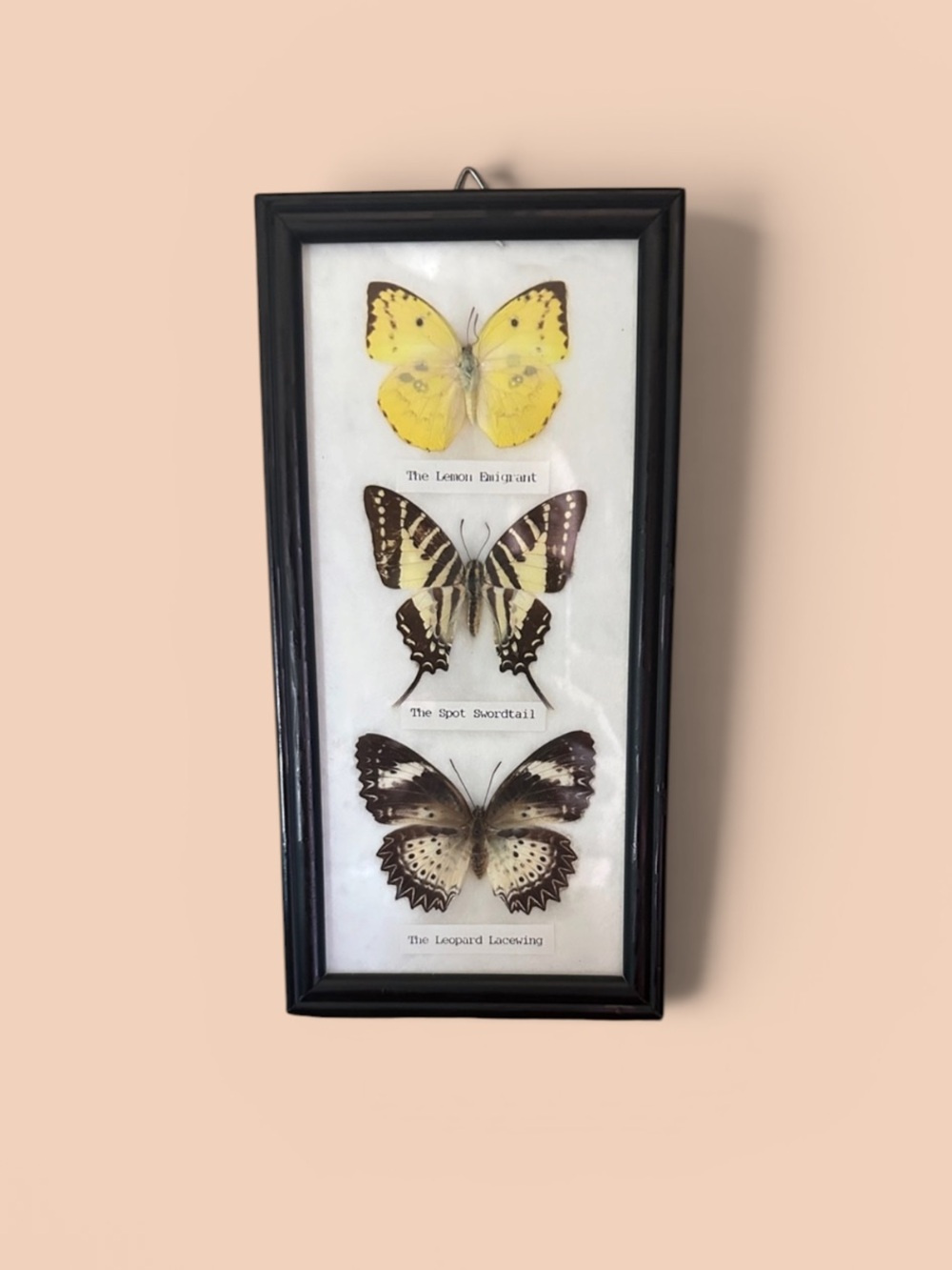 Three real Butterfly black frame Display 4x8